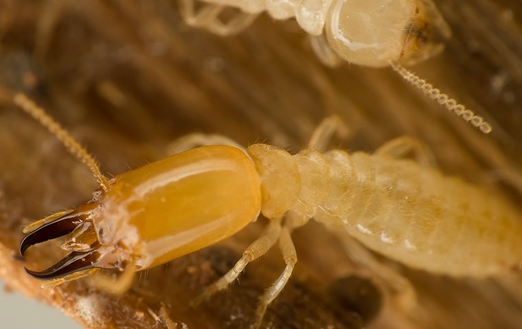 gold-standard-termite-termite-control